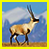 Tibetan Antelope