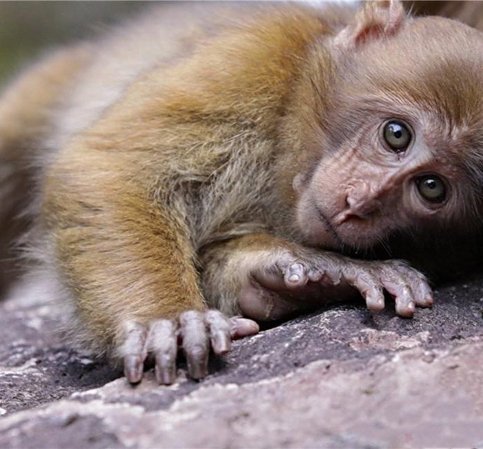 Macaca assamensis