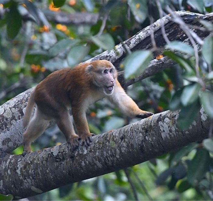 Macaca assamensis